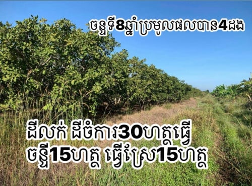 ដីចំការសំរាប់លក់ (ទំហំ 30 ហាតា) ភូមិរណែង ឃុំស្រែឈូក ស្រុកកែវសីម៉ាខេត្តមណ្ឌលគិរី