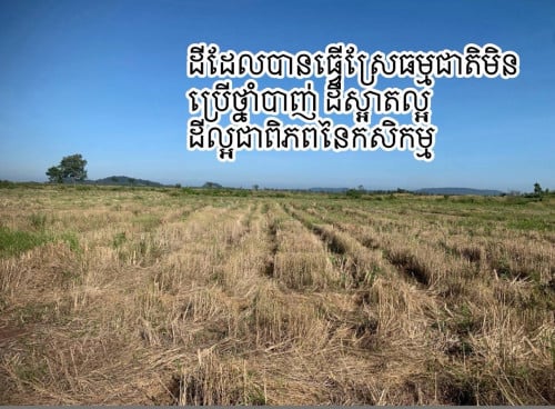 ដីចំការសំរាប់លក់ (ទំហំ 30 ហាតា) ភូមិរណែង ឃុំស្រែឈូក ស្រុកកែវសីម៉ាខេត្តមណ្ឌលគិរី