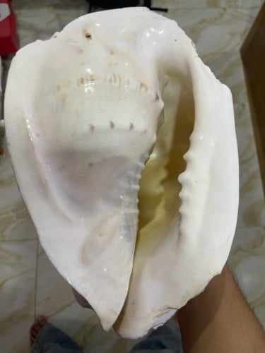 🐚 លក់សំបកខ្យងសមុទ្រកម្រ (របស់កេរមរតកតាំងពីឆ្នាំ ២០០៧)