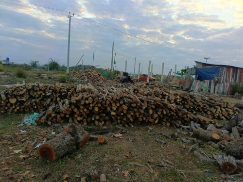មានអុសគ្រប់ខ្នាត
