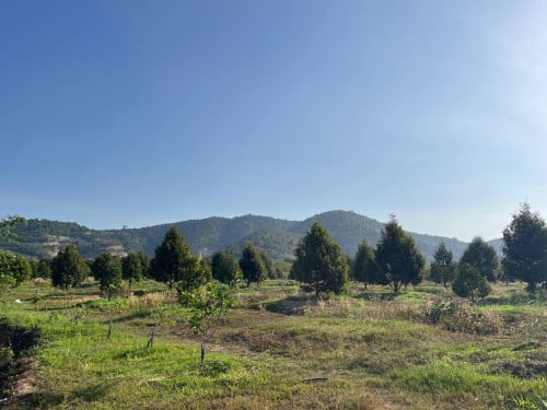 🌳 ដីចំការលក់បន្ទាន់ នៅខេត្តកំពតមានដើមធូរ៉េន 🌳