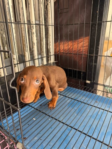 Dachshund girl