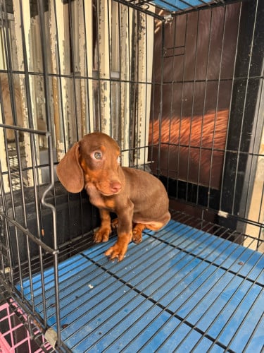 Dachshund girl