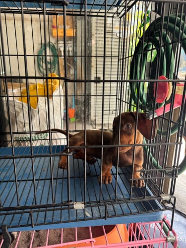 Dachshund girl