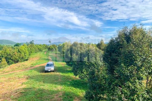 Urgent Land for Sale Along Canal, Chhouk, Kampot