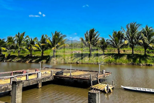 Urgent Land for Sale Along Canal, Chhouk, Kampot