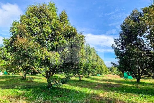 Urgent Land for Sale Along Canal, Chhouk, Kampot
