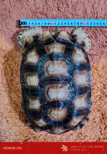 SULKATA TORTOISE