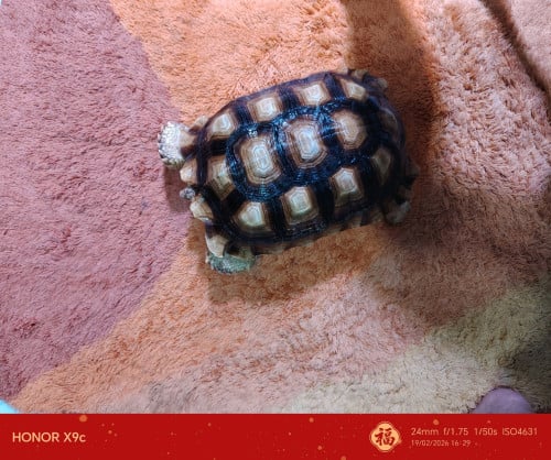 SULKATA TORTOISE
