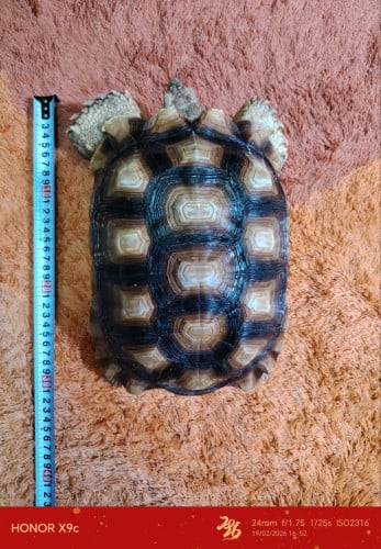 SULKATA TORTOISE