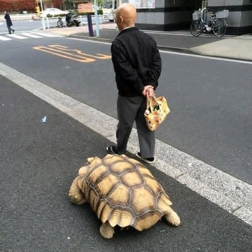SULKATA TORTOISE