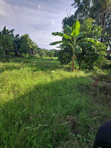 លក់ដី