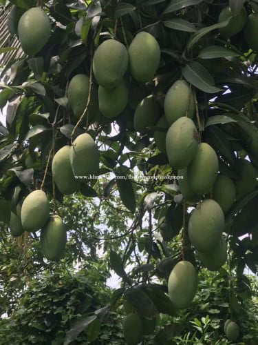លក់ដី