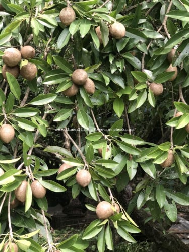 លក់ដី