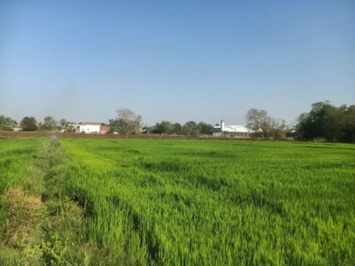 🏦Land Available for Urgent Sale at a Special Price (Negotiable).