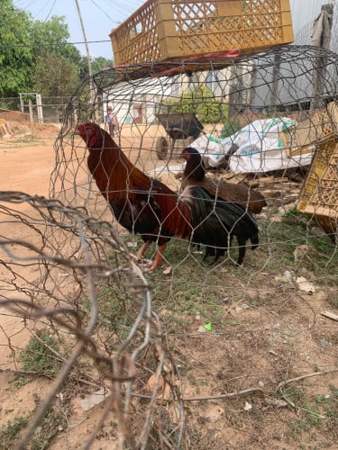 kg37 លក់125$