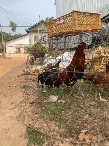 kg37 លក់125$