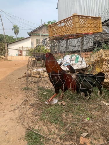 kg37 លក់125$