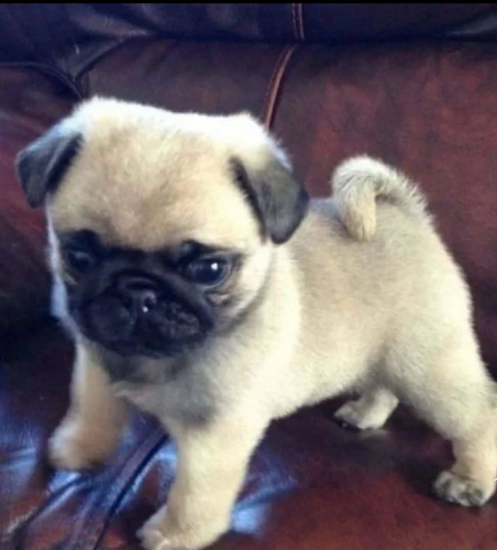 Pug