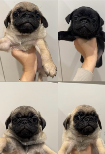 Pug
