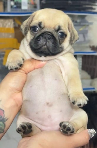 Pug