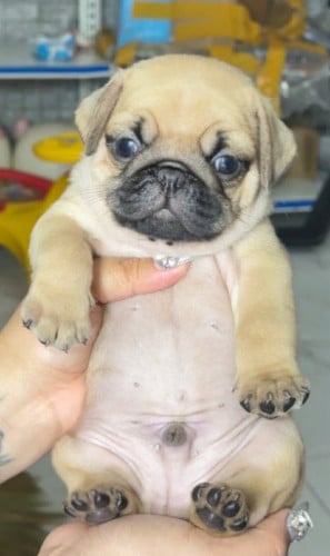 Pug