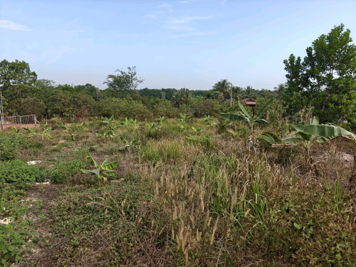 ផ្ទះត្រចៀកកាំលក់ នៅតាអុក កោះកុង