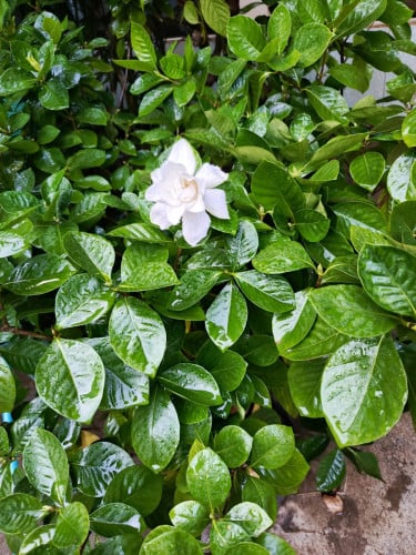ដើមផ្កាសំរាប់សួន