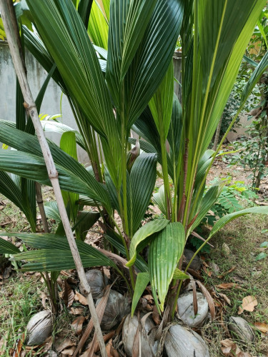 ដើមផ្កាសំរាប់សួន