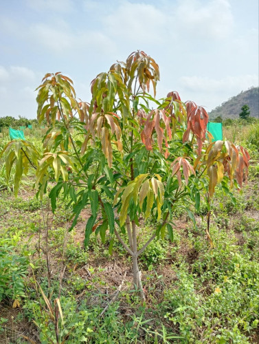 FOR SALE: 21 Hectares Private Estate & Eco-Resort Land ($360,000 - urgent sale $260,000!)