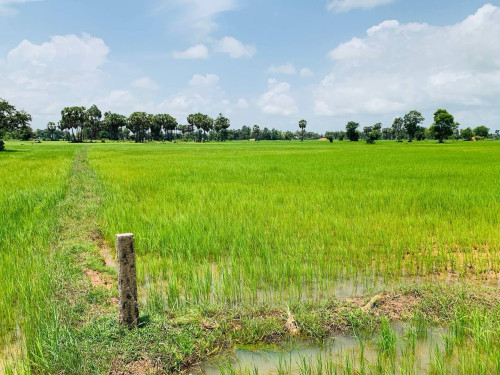 ដីលក់បន្ទាន់ សៀមរាបព្រលានថ្មី