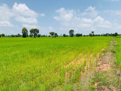 ដីលក់បន្ទាន់ សៀមរាបព្រលានថ្មី