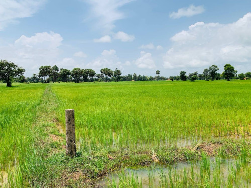 ដីលក់បន្ទាន់ សៀមរាបព្រលានថ្មី