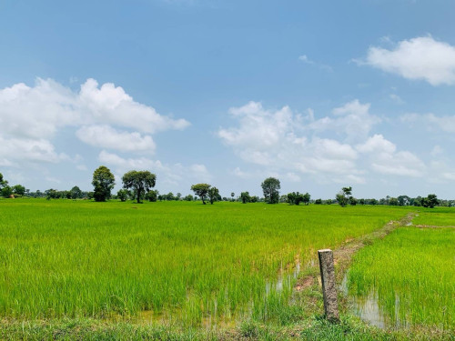 ដីលក់បន្ទាន់ សៀមរាបព្រលានថ្មី