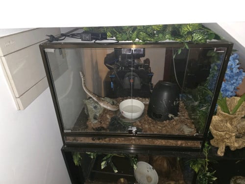 Tank or Terarrium with Royal Ball Python