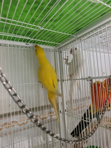 Ringneck