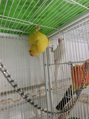 Ringneck