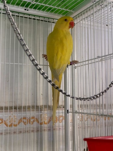 Ringneck