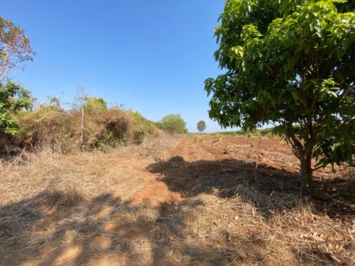 ដីចំការស្វាយចន្ទី នៅស្រុកស្វាយលើ