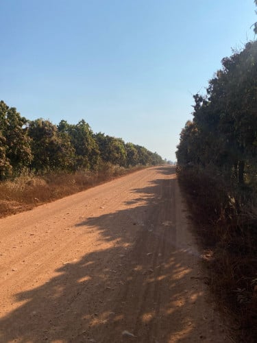 ដីចំការស្វាយចន្ទី នៅស្រុកស្វាយលើ