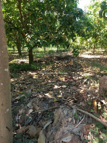 ដីលក់បន្ទាន់