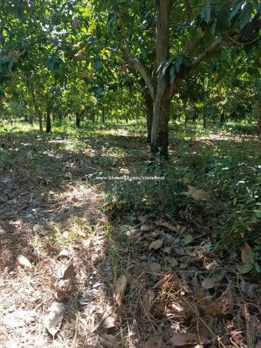 ដីលក់បន្ទាន់ម្ចាស់ផ្ទាល់