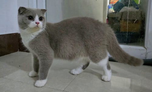 British Shorthair Lilac Boy