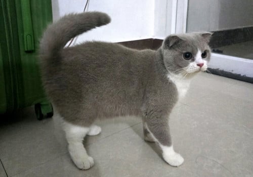 British Shorthair Lilac Boy