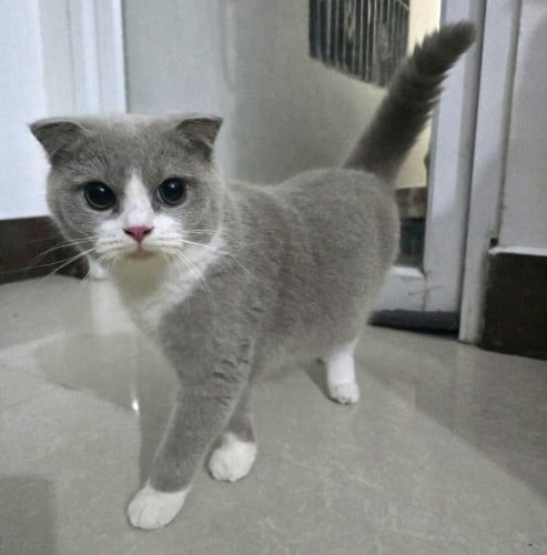 British Shorthair Lilac Boy