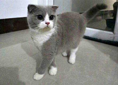 British Shorthair Lilac Boy