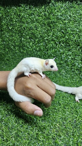 sugar glider