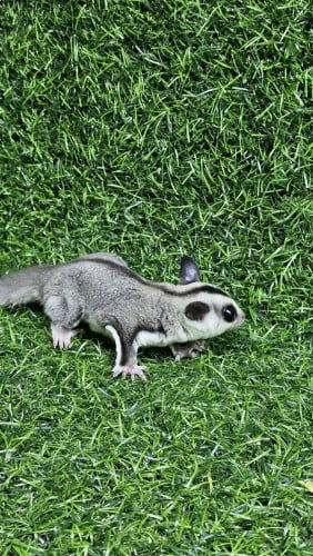 sugar glider