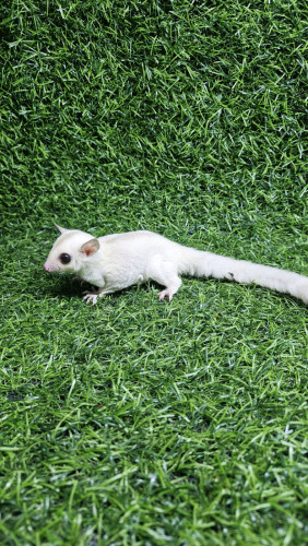sugar glider