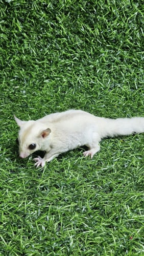 sugar glider